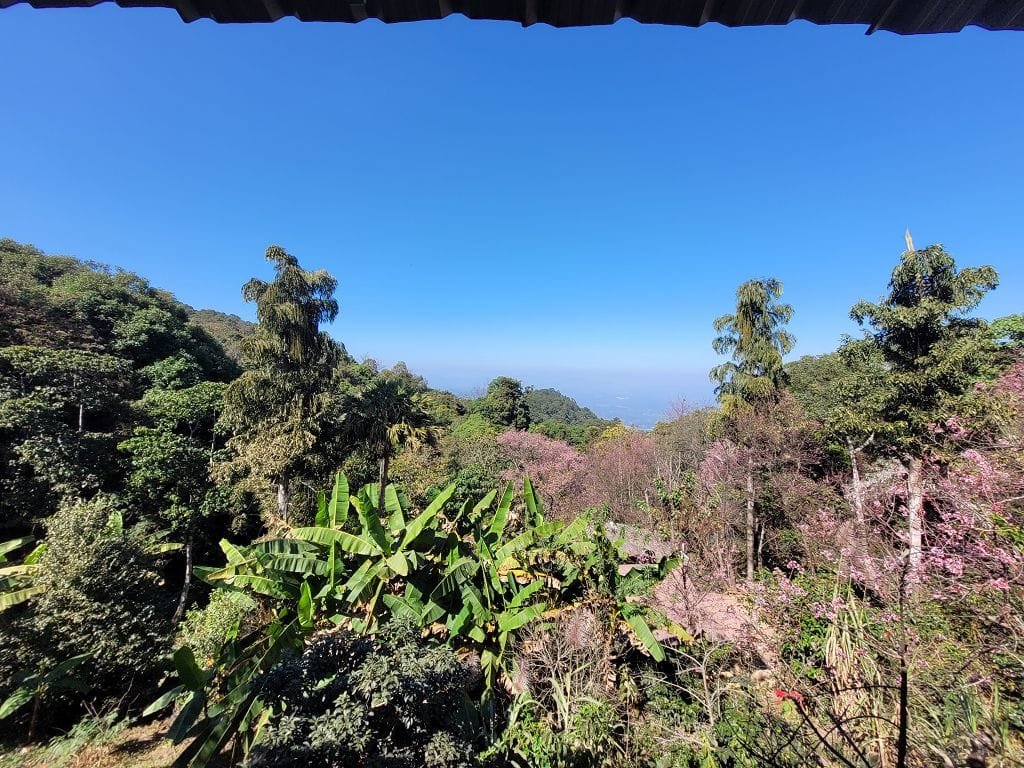 Doi Pui Chiang Mai (1)